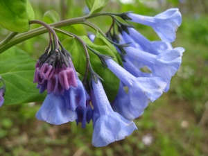 photo of bluebells in River Bend Park